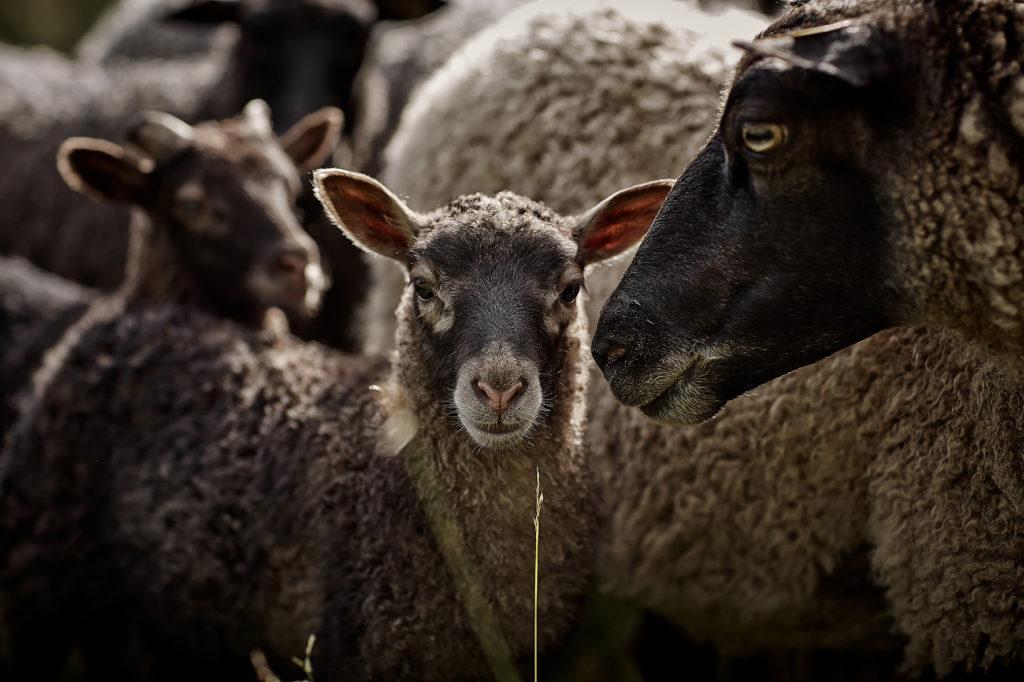 Tiirinkosken lammastila